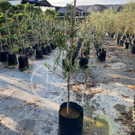 TKL - Outdoor Big Size Olea Europaea Pokok Zaitun 60-150cm (Olive Tree) 大中型室外橄榄树 60-150cm