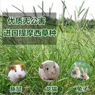 Timothy Grass Seeds Grass Ladder Grass Grass Grass Grass Plant Seeds Rabbit Grass Seeds Pet Ration