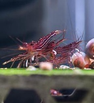 星點蘇蝦坊 星點木紋 蘇蝦  米蝦