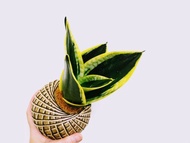 金剛虎尾蘭苔球│室內植物│陽台植物│觀葉植物