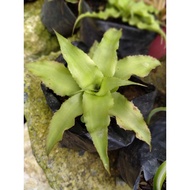 ✠﹊cryptanthus green ..