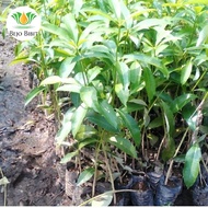 Bibit Tanaman Pohon Pule-Bibit Tanaman Hias Pule-Bibit Pohon Pule
