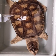 Common Snapping Turtle CST 28cm