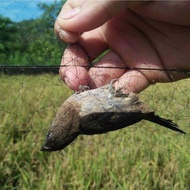 Lưỡi Bẫy Chim | lưới bẫy chim tàng hình | lưới bây chim khuyên sâu sẻ gi sáo cu gáy chích chòe chào