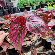 Ready Tanaman Hias Begonia Rex Walet / Pohon Begonia Rex Walet + Pot