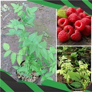 bibit arbei hutan /raspberry langka