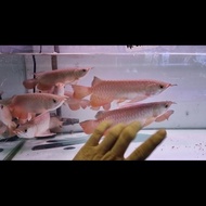 Ikan Arwana Golden Red Promo Terbatas