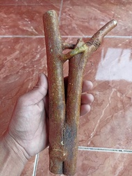 Akar mimang alami  asli