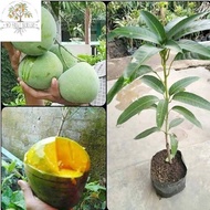 Mangga kelapa / pokok mangga kelapa / anak benih mangga kelapa / anak pokok mangga kelapa