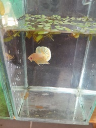 ปลากัดสีทอง Betta Gold