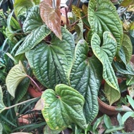 anthurium sirih daun besar
