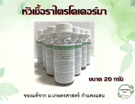 หัวเชื้อราไตรโคเดอร์มาของแท้ 100% จากม.เกษตร กำแพงแสน ขนาด 20 กรัม (ใช้ขยายเชื้อสดได้ 20-25 กิโลกรัม