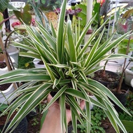 Tanaman hias lily paris lili paris tanaman outdoor spaider plant lily