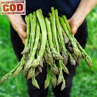 Bayar Di Tempat 20 biji / bibit / benih ASPARAGUS - asparagus super / unggul - seed sayur / bibit sa