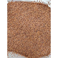 Habbatul rashad / biji selasih merah makanan sunnah 500gram