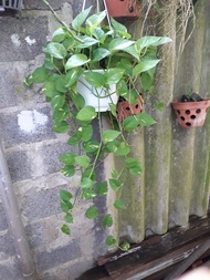 CÂY TRẦU BÀ LEO CỘT [  CHẬU TO DÂY DÀI LEO KHỎE NHƯ HÌNH ] [ GHN EXPRESS ]