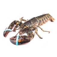 Live Boston Lobster 600-700g