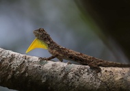 HEWAN FLIYING LIZARD/KADAL TERBANG
