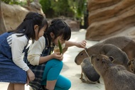 【仲夏三樂園】大阪環球海遊館.神戶動物王國.京都清水寺.嵐山小火車5日