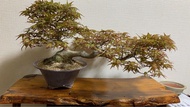 頂級 楓樹 紅千鳥 罕見 盆景