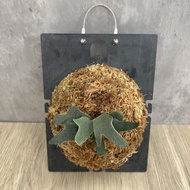 侏儒細菌鹿角蕨 P. willinckii 'Bacteria'