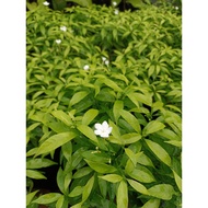 MM- Pokok Bunga Jasmine Renek Jenis Gold / Ervatamia Dwarf Gold Plant / 狗牙花 / Pokok Bunga / Outdoor Plant / Dwarf Plant