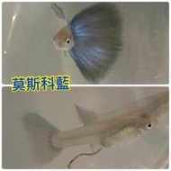 【嘉嘉寵物】💯純係 🐟莫斯科藍 孔雀魚🐠🐡🐟 對魚 仔魚 （觀賞魚蝦  （飼料餌料）