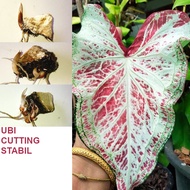 ANAK UBI KELADI THAI SARANEH CALADIUM BULB CUTTING THAILAND