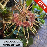 anggrek dewasa bulbophyllum binnendijkii berbunga cantik