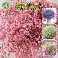 [Fast Germination/COD]100% Fresh Rare Gypsophila Seed Flower Seeds for Planting & Gardening - Mixed 