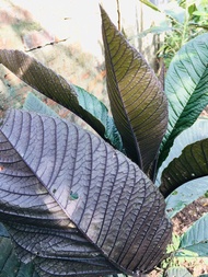 Lá tươi khôi tía ( khôi nhung ) 05kg