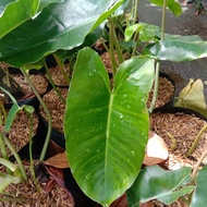 Tanaman Philodendron Burle Marx