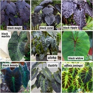Pokok Alocasia Colocasia Black Magic Colocasia Black Ripple Marble Ilustris diamond head kona coffee