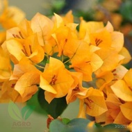 terlaris!!tanaman hias bugenvil bunga kertas/bougenville-bunga kertas terbaru - kuning