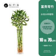 9,000 Valley Lucky Bamboo10Root Curved Bamboo Lucky Bamboo High-Rise Office Home Desktop Small Pot P