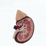 Magnified Human Kidney Anatomy Model with Adrenal Gland Internal Organ Teaching Tool