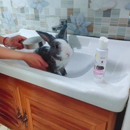 Rabbit Bathing Dutch Pig Shower Dutch Pig