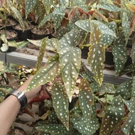 tanaman hias begonia polkadot pohon begonia polkadot tanaman begonia