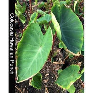 Live Plant Colocasia esculenta Hawaiian Punch Elephant Ear RARE LIMITED Pokok Keladi Live Plant