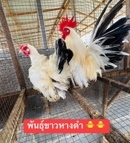 ไข่เชื้อไก่แจ้พันธุ์ขาวหางดำราคาฟองละ 30 บาท ❌ พัฒนพลฟาร์มรัตนบุรี❌