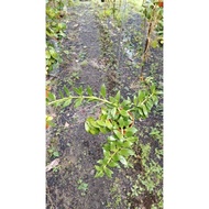 Hoya Sunquintuplinervis dwarf big live plant