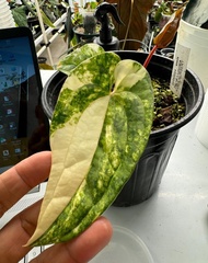 Bibit Bonggol Anthurium Variegata H004 / Kuping Gajah Hybrid Import