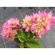 super rare bougainvillea cuttings