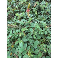 hairy indigo (Indigofera hirsuta) 2 keratan batang 6 inci