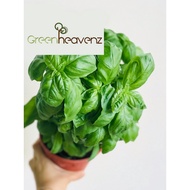Sweet Basil Herbs Live Plant | Pokok Herba Sweet Basil | 甜罗勒