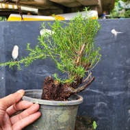 bonsai stock cucur atap siang song