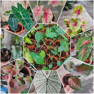 CALADIUM KELADI ALOCASIA BICOLOR RED MELODY WHITE NEON KAMPUNG