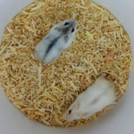 SEPASANG HAMSTER JANTAN BETINA WINTER WHITE PEARL SIAP BREEDING TERNAK