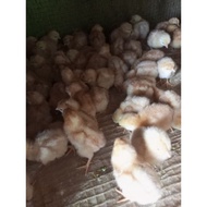 (GROSIR) ayam telur - ayam petelur - doc petelur - bibit petelur merah