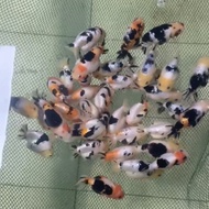 Terjangkau Goldfish High Quality Milk Cow Ranchu Sapi China